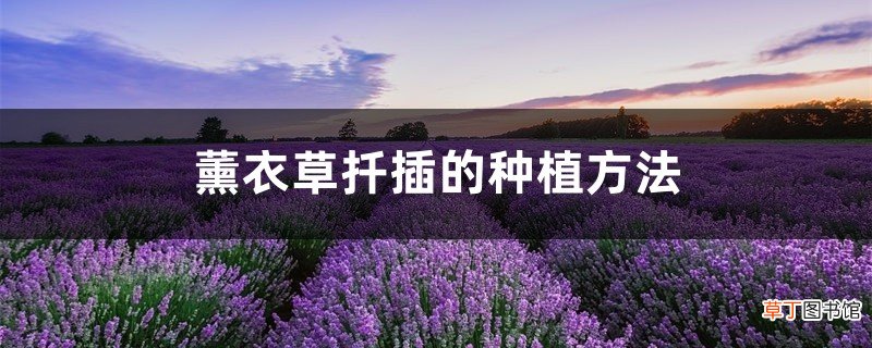 薰衣草扦插的种植方法，薰衣草扦插多久生根