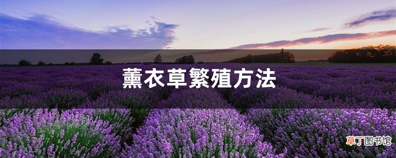 薰衣草繁殖方法，薰衣草一盆种几株