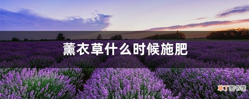 薰衣草什么时候施肥，薰衣草怎么施肥