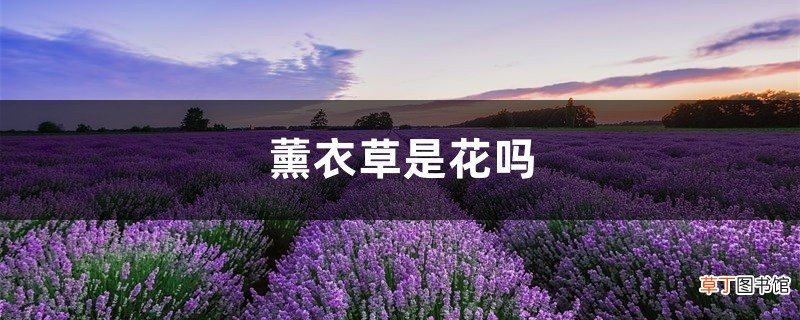 薰衣草是花吗，薰衣草花什么样子