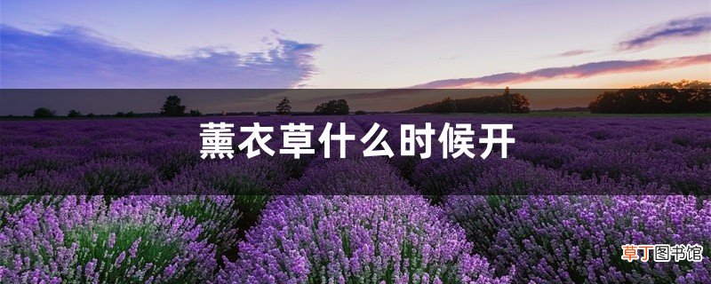 薰衣草什么时候开，薰衣草花期几天