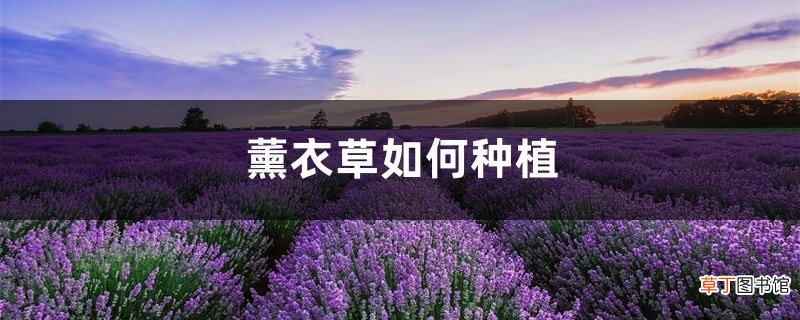 薰衣草如何种植，薰衣草的种植方法介绍