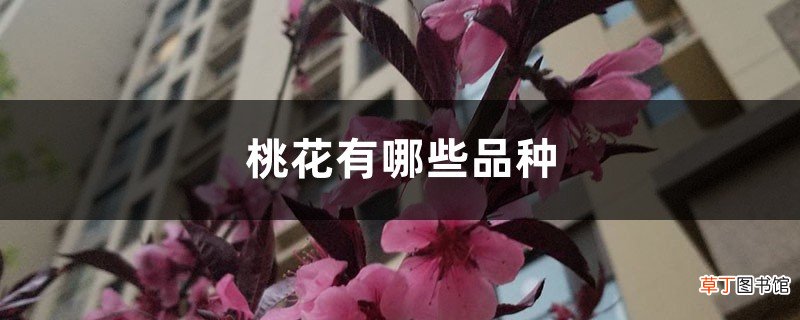 桃花有哪些品种，观赏桃花品种