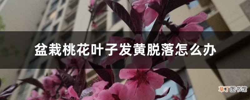 盆栽桃花叶子发黄脱落怎么办，桃花叶子发黄是怎么回事