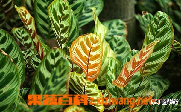 麒麟掌的养殖方法和养殖技巧