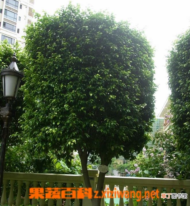 垂叶榕生长习性 垂叶榕的养殖方法技巧