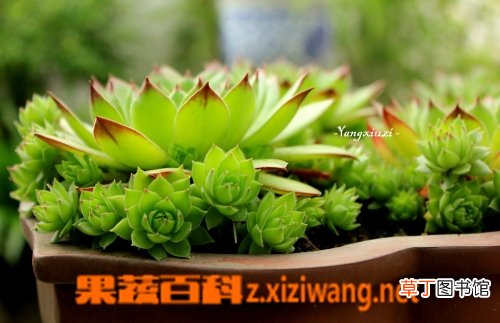 观音莲怎么养 观音莲的养殖方法技巧