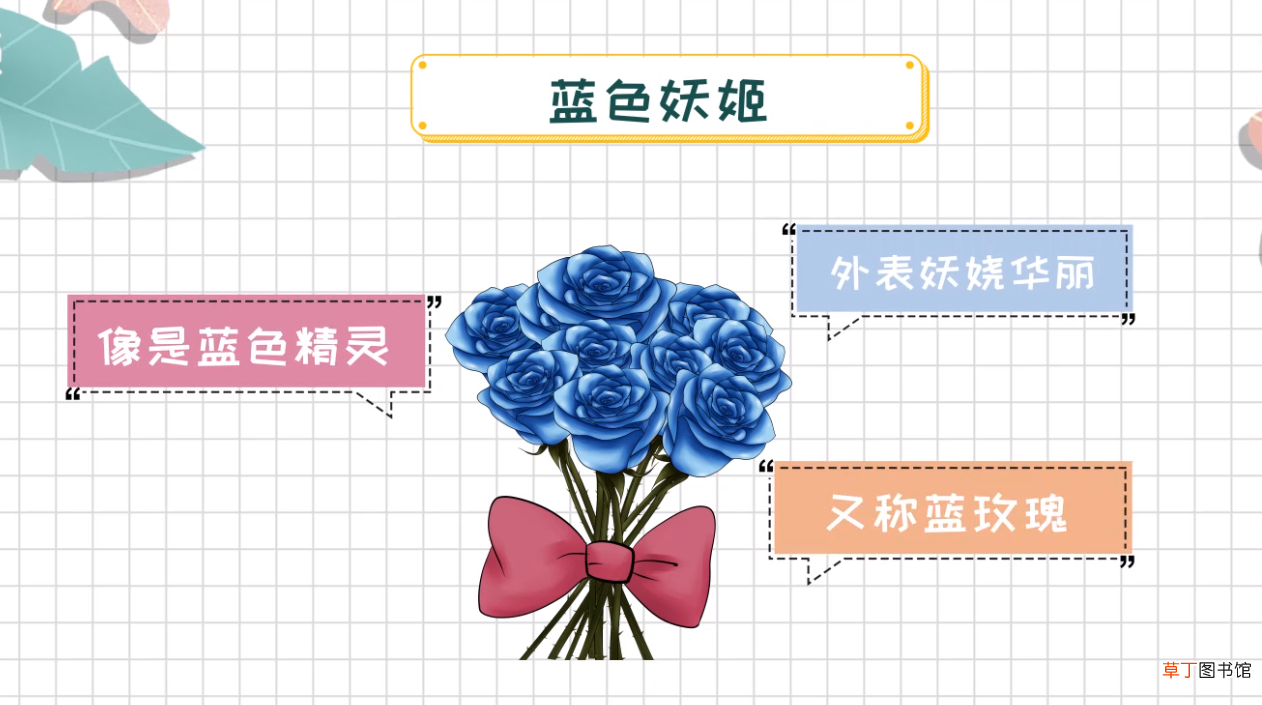 蓝色妖姬玫瑰花语