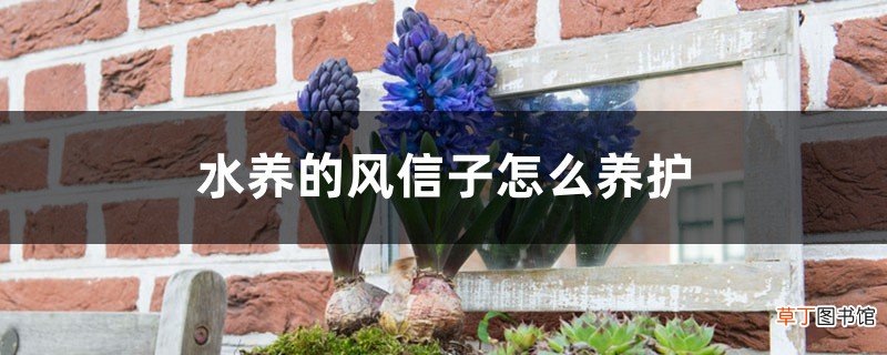 水养的风信子怎么养护，风信子水养好吗
