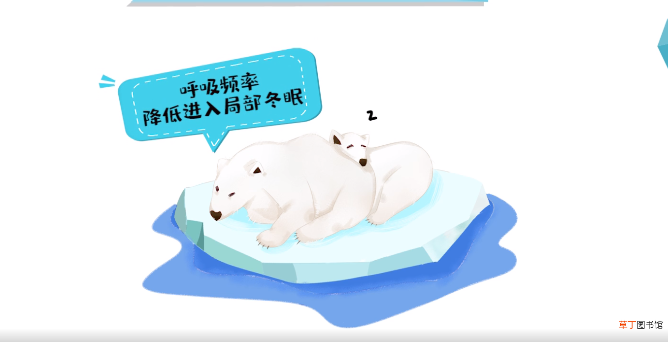 北极熊冬眠吗