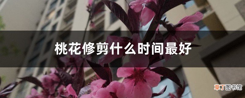 桃花修剪什么时间最好，桃花可以重剪吗