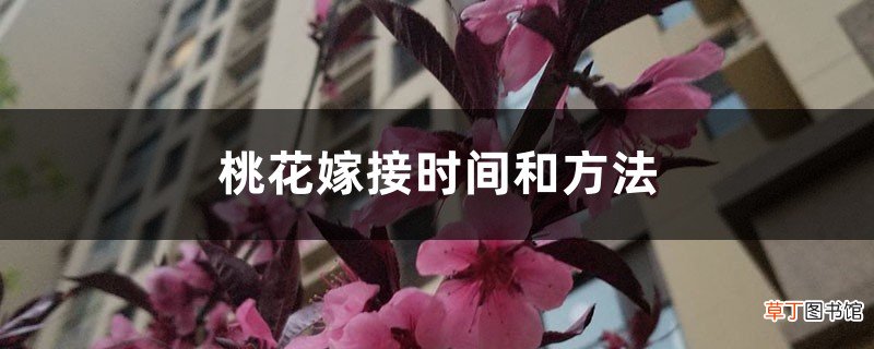 桃花嫁接时间和方法，观赏桃花能在什么时候嫁接