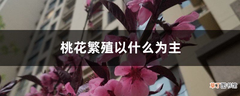 桃花繁殖以什么为主，桃花的繁殖方式