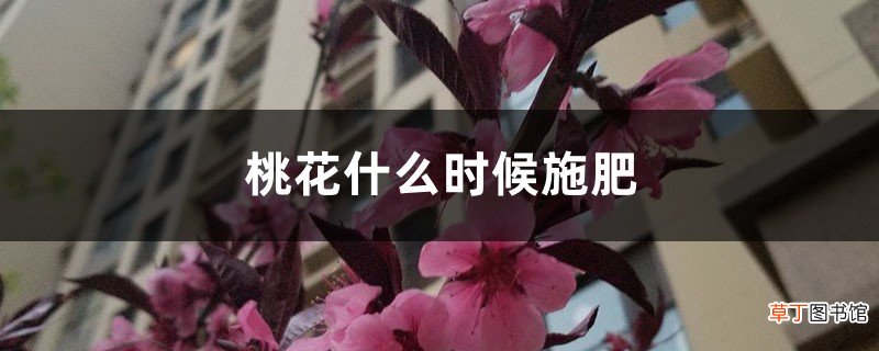 桃花什么时候施肥，桃花盆栽施肥方法