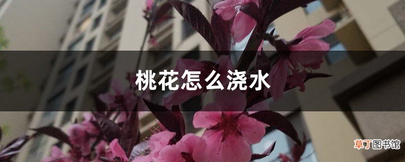 桃花怎么浇水，盆栽桃花多久浇水一次