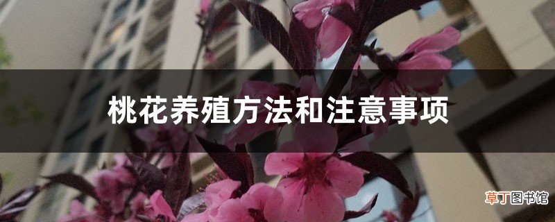 桃花养殖方法和注意事项，桃花怎样养殖和护理