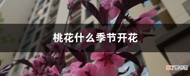 桃花什么季节开花，桃花促花方法