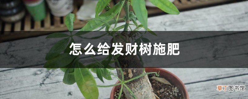 怎么给发财树施肥，施肥太多叶都干了怎么办