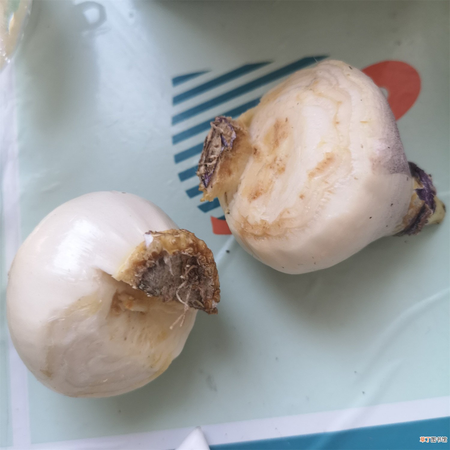 土养风信子正确浇水的方法，出现积水要处理吗