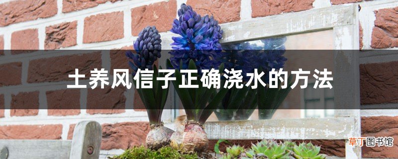 土养风信子正确浇水的方法，出现积水要处理吗