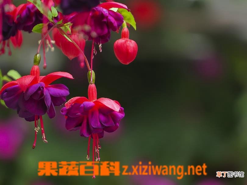 灯笼花的栽培技术和养护方法