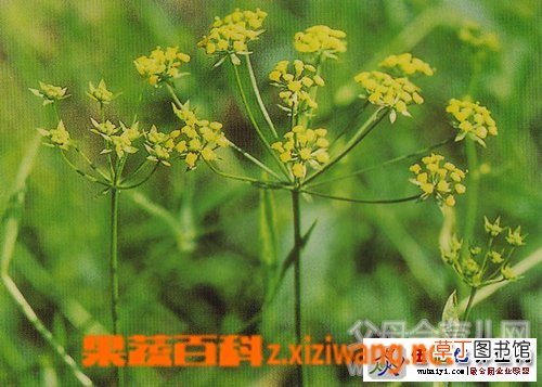 柴胡的功效