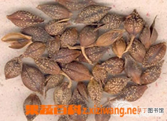 连翘的功效与作用