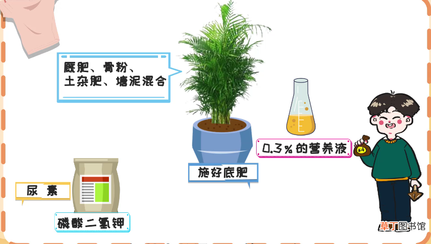 凤尾竹养殖方法和注意事项