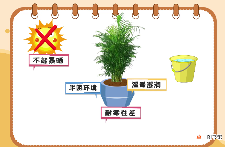 凤尾竹养殖方法和注意事项