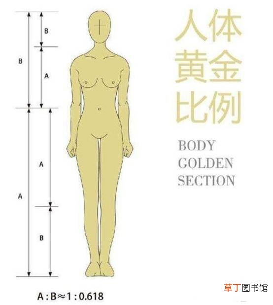 黄金比例身材对照表是怎么样的