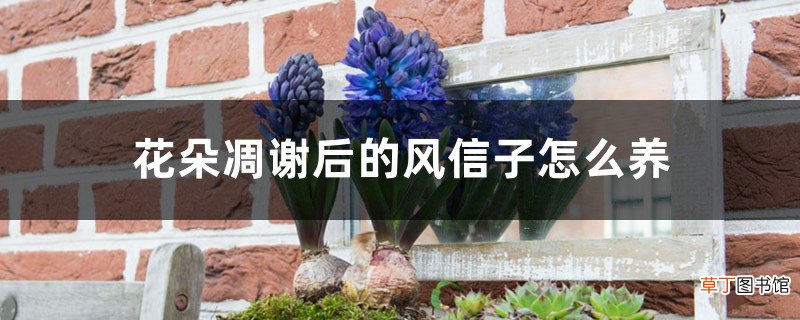 花朵凋谢后的风信子怎么养，开花后第二年还能开花吗