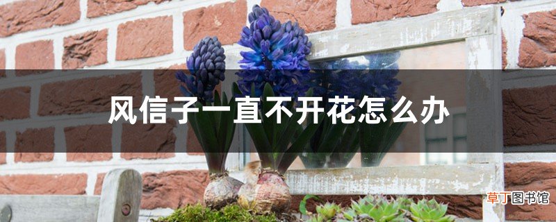 风信子一直不开花怎么办，风信子开花持续多长时间