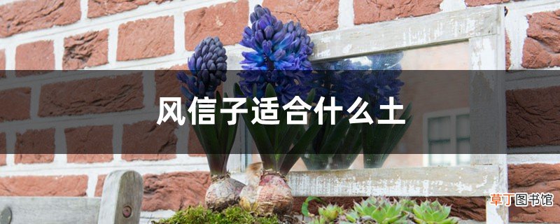 风信子适合什么土，风信子能在家里养吗