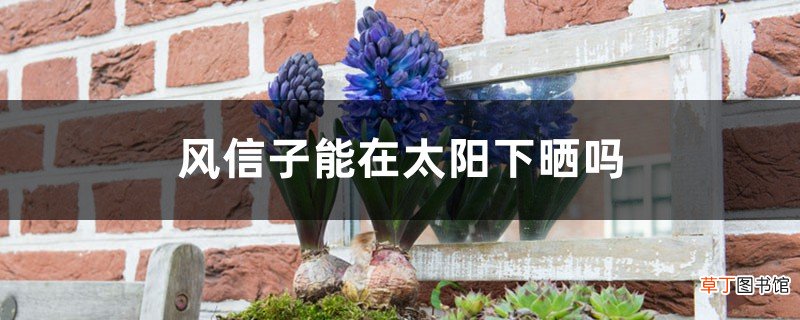 风信子能在太阳下晒吗，会不会被晒死