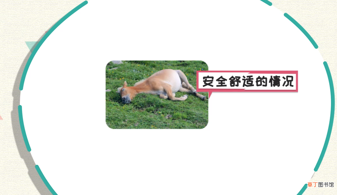 马怎么睡觉