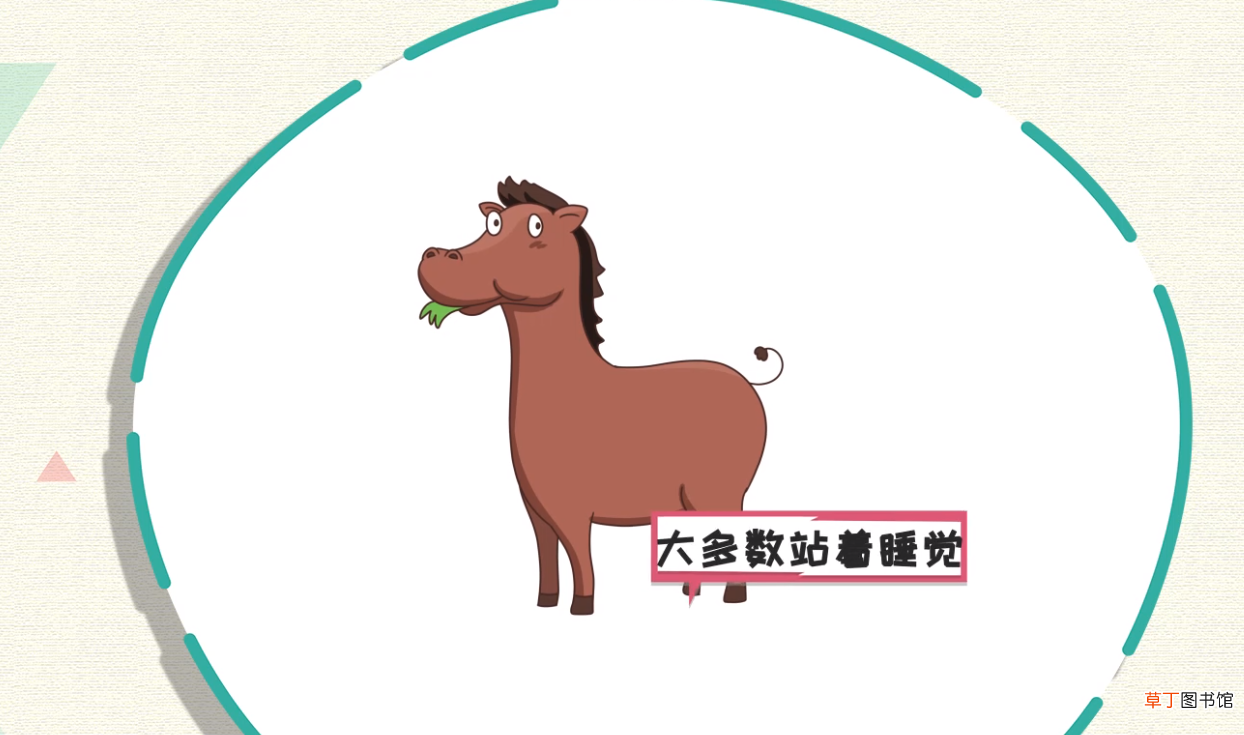 马怎么睡觉
