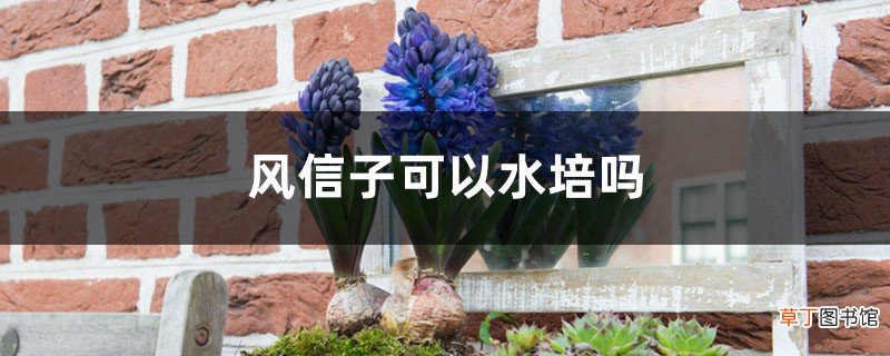 风信子可以水培吗，风信子水培如何养