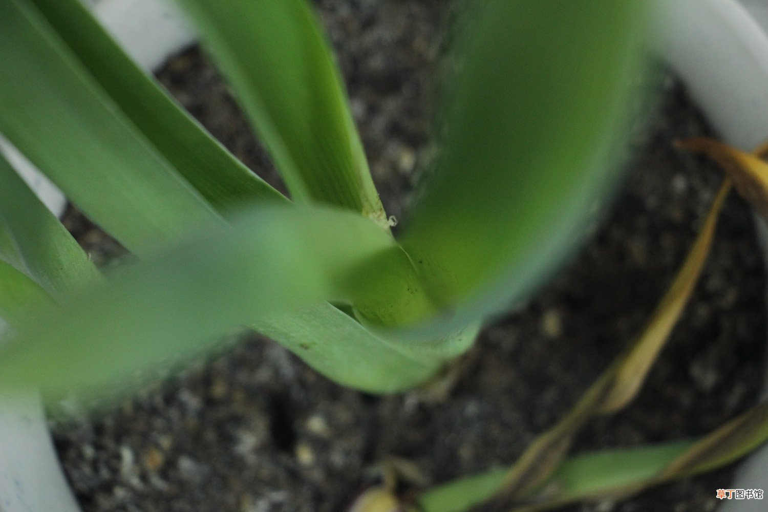 风信子花期如何养护，风信子的开花时间
