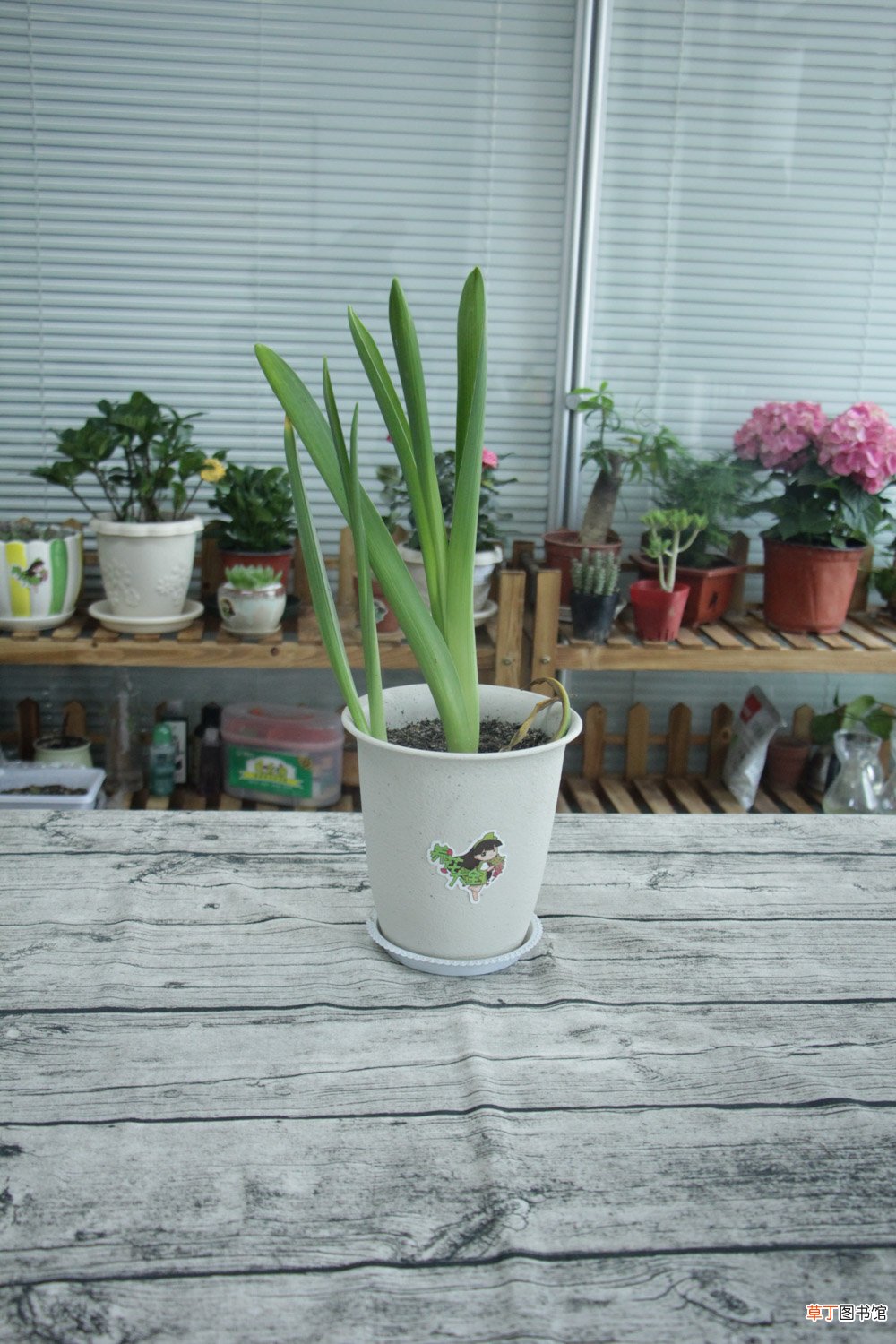 风信子花期如何养护，风信子的开花时间