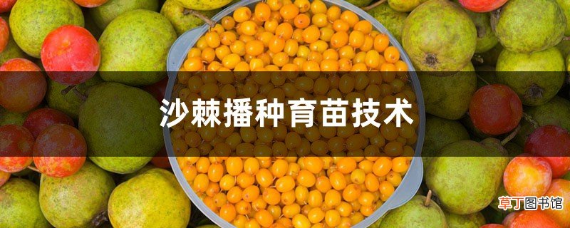 沙棘播种育苗技术，沙棘播种时间