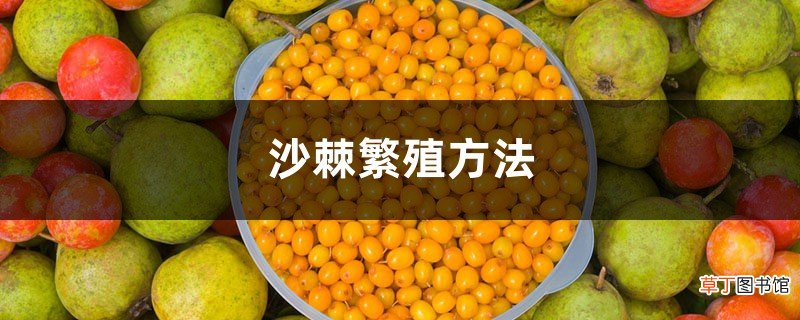 沙棘繁殖方法，沙棘树怎样繁殖