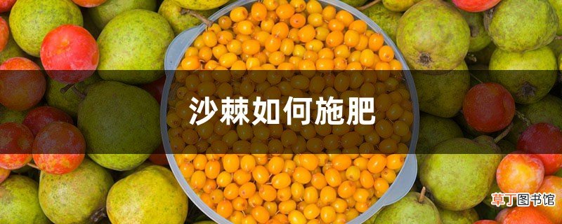 沙棘如何施肥，沙棘上什么肥