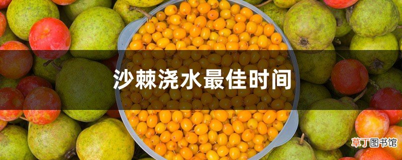 沙棘浇水最佳时间，沙棘树多久浇一次水