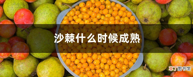 沙棘什么时候成熟，沙棘成熟了是什么样子