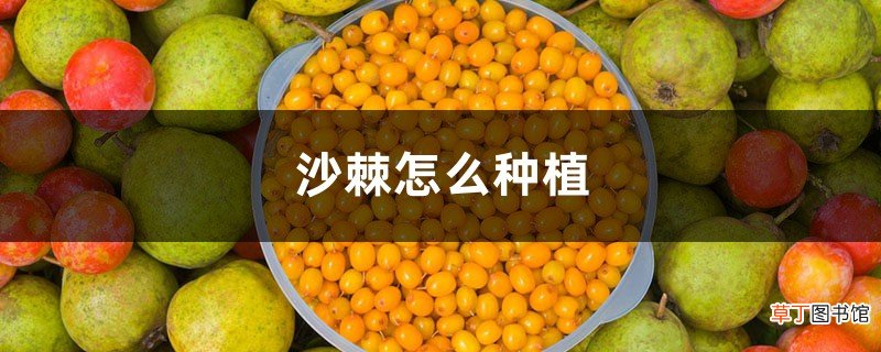 沙棘怎么种植，沙棘盆栽种植技术