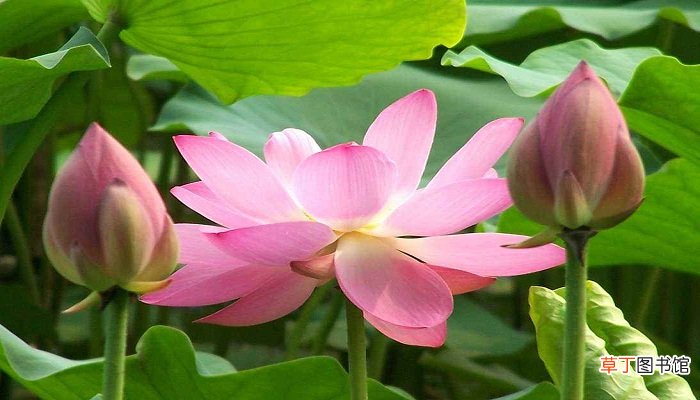 荷花节是哪一天