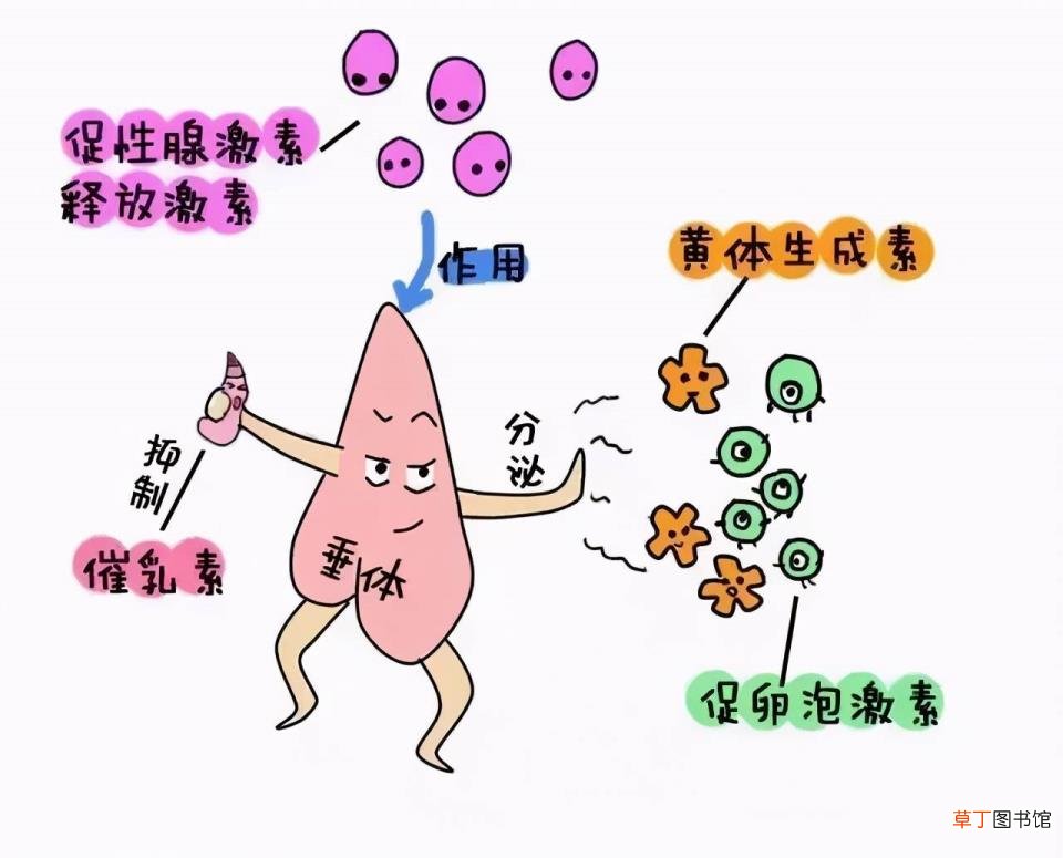 一瓶hcg是多少单位 hcg多久代谢完
