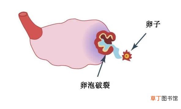 一瓶hcg是多少单位 hcg多久代谢完