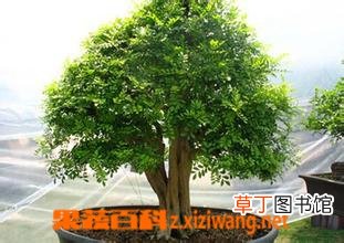石辣椒盆景养殖方法和护理技巧