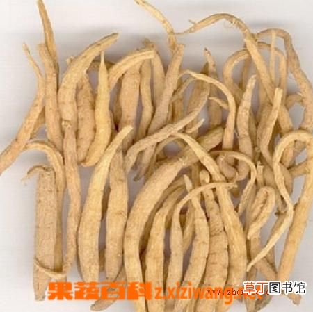 太子参的作用和副作用